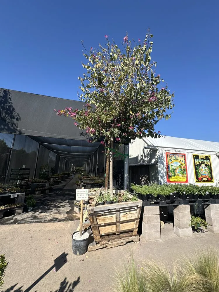 Professional landscape design in Litchfield Park, AZ by EZ Landscape and Maintenance