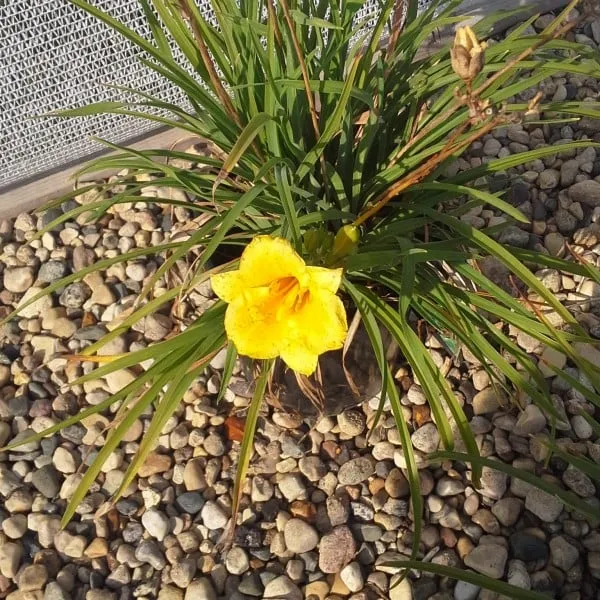 Professional yard maintenance near you in Pierre, SD by EZ Landscapes Nursery