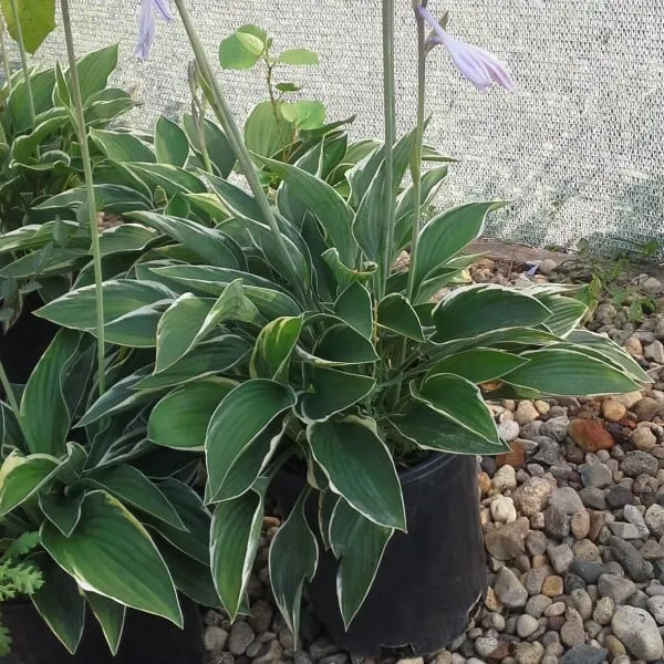 Top-rated outdoor landscaping experts serving Pierre, SD - EZ Landscapes Nursery