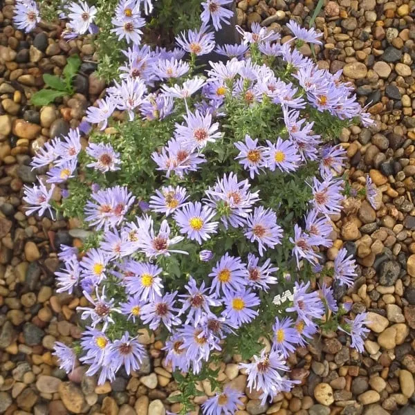 Local landscape design experts serving Pierre, SD - EZ Landscapes Nursery