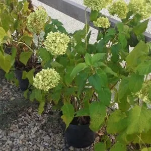 Affordable garden landscaping experts serving Pierre, SD - EZ Landscapes Nursery