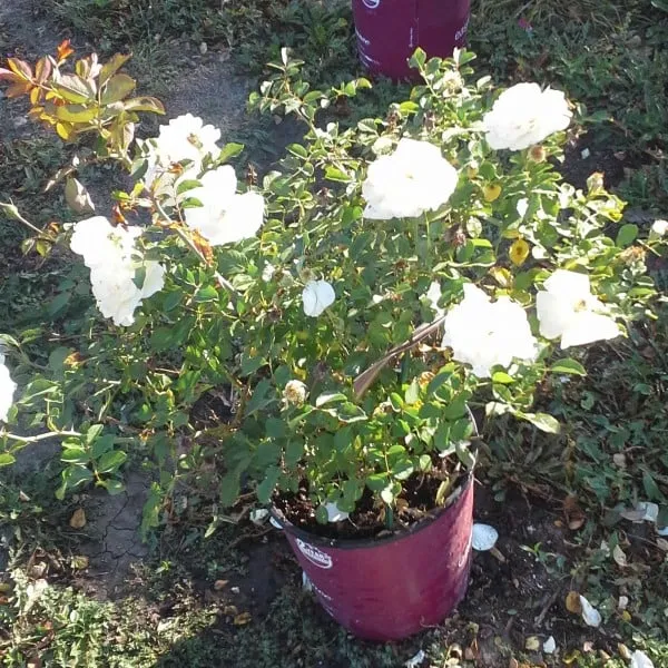 Local landscape installation experts serving Pierre, SD - EZ Landscapes Nursery