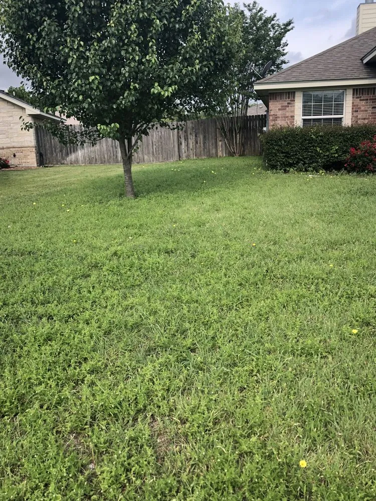 Trusted yard cleanup service in Temple, TX by EZ Landscaping