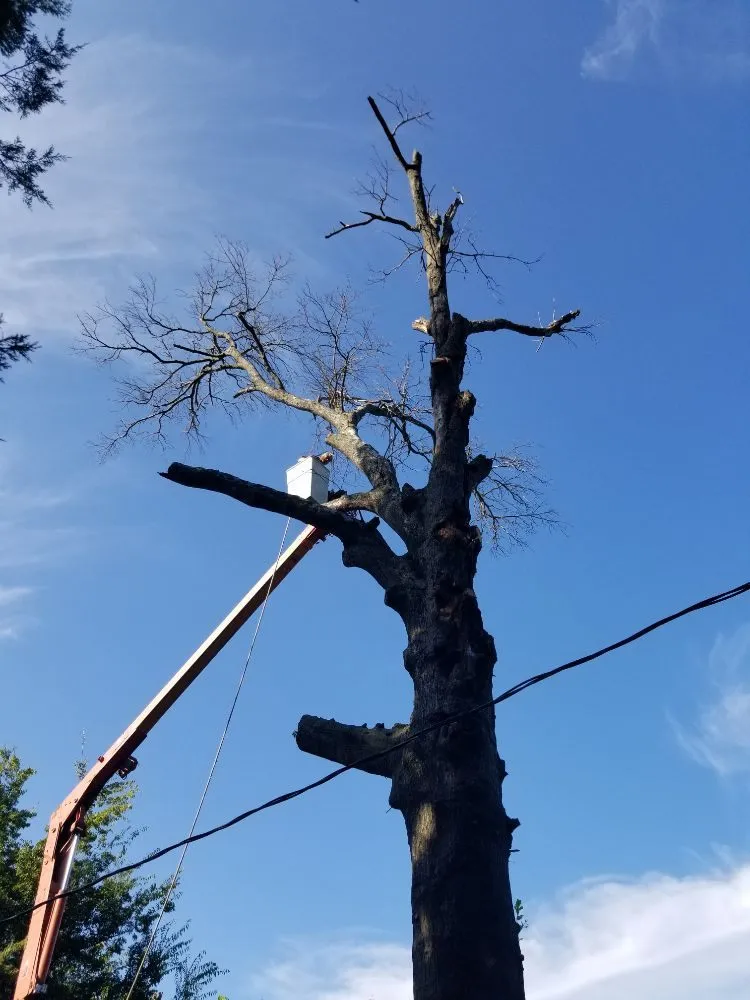 Local landscape design for beautiful yards in Wagoner, OK by EZ Lawn Care & Tree Service