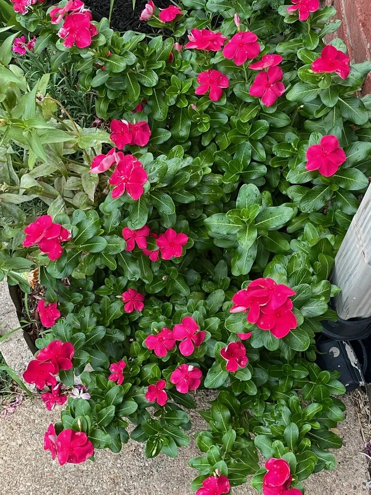 Reliable yard maintenance in Houston, TX by EZ Lawn Care and Landscaping