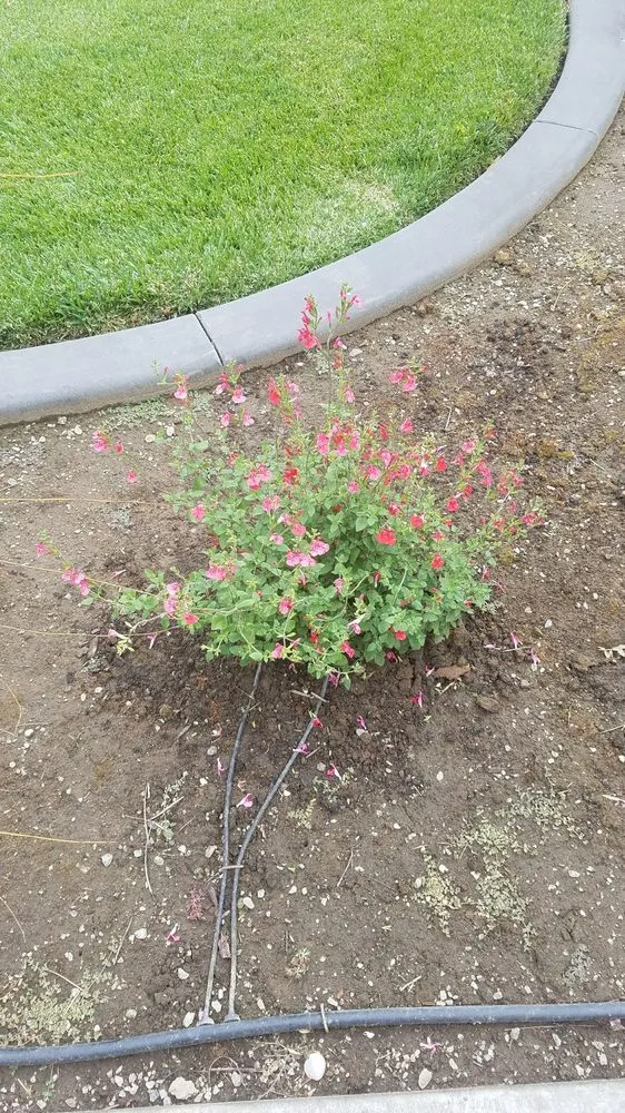 Professional lawn care service in Florin, CA by Ez Lawn Landscape