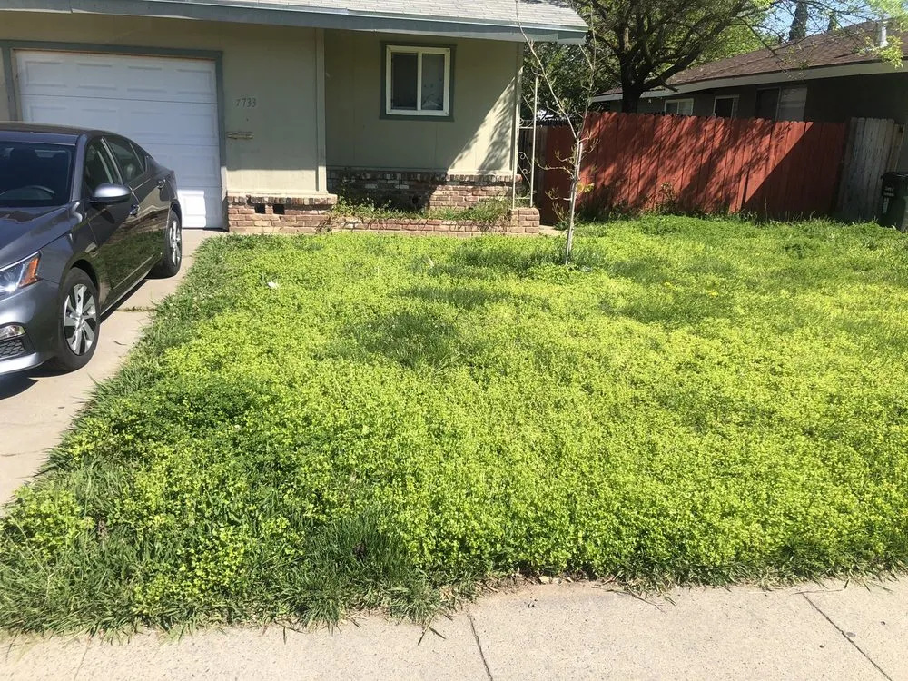 Reliable lawn mowing service for year-round maintenance in Florin, CA by Ez Lawn Landscape