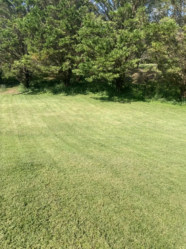 Custom yard cleanup service in Westminster, SC by Ez Living Services