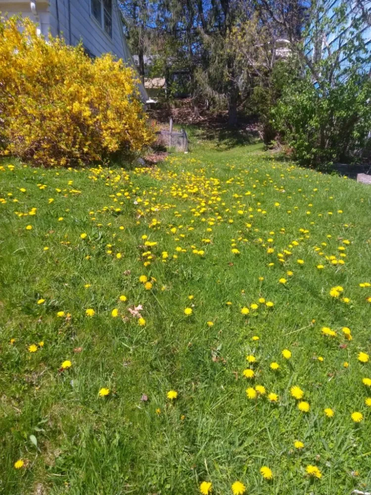 Professional landscaping services in Hallstead, PA - EZ-PZ Lawn Care