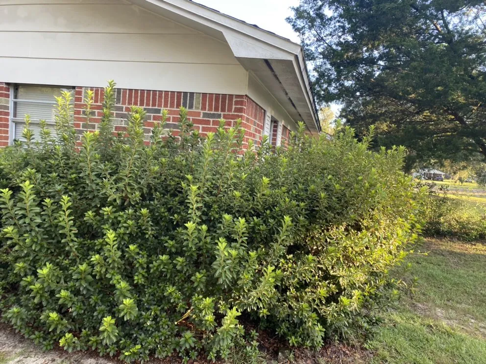 Local landscaping services for residential properties in Argyle, FL by EZ Restorations