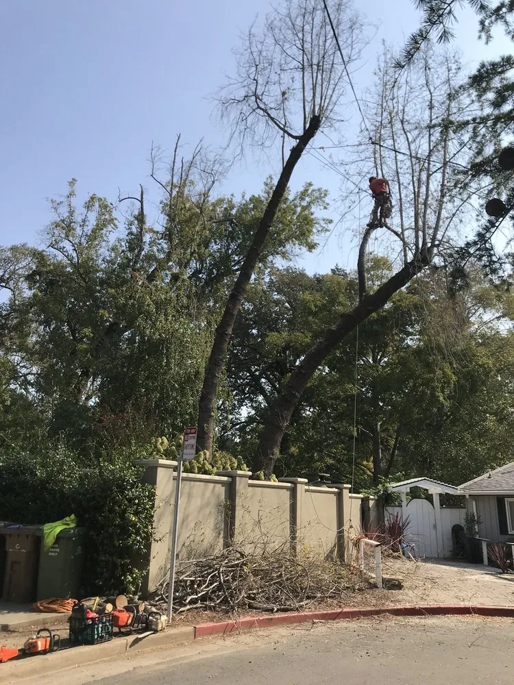 Affordable garden landscaping for residential properties across Novato, CA - Ezekiel’s Landscaping