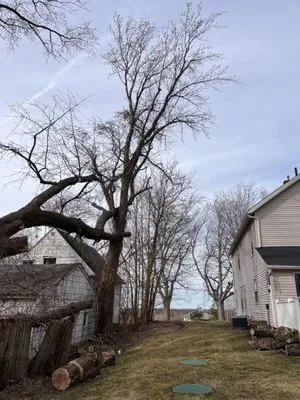 Ezekiel’s Tree’s & Landscapes