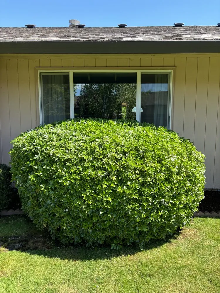 Local residential landscaping for year-round maintenance in Hillsboro, OR by Ezer Services