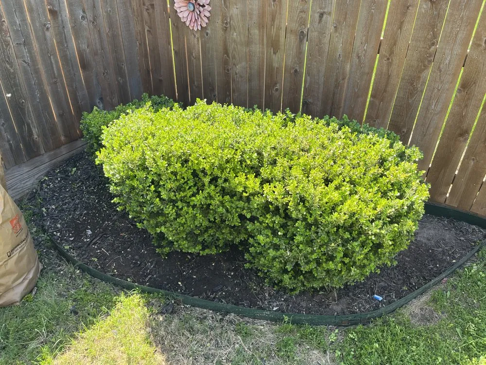 Trusted landscape design for year-round maintenance in Fort Worth, TX by F & A Lawn Care