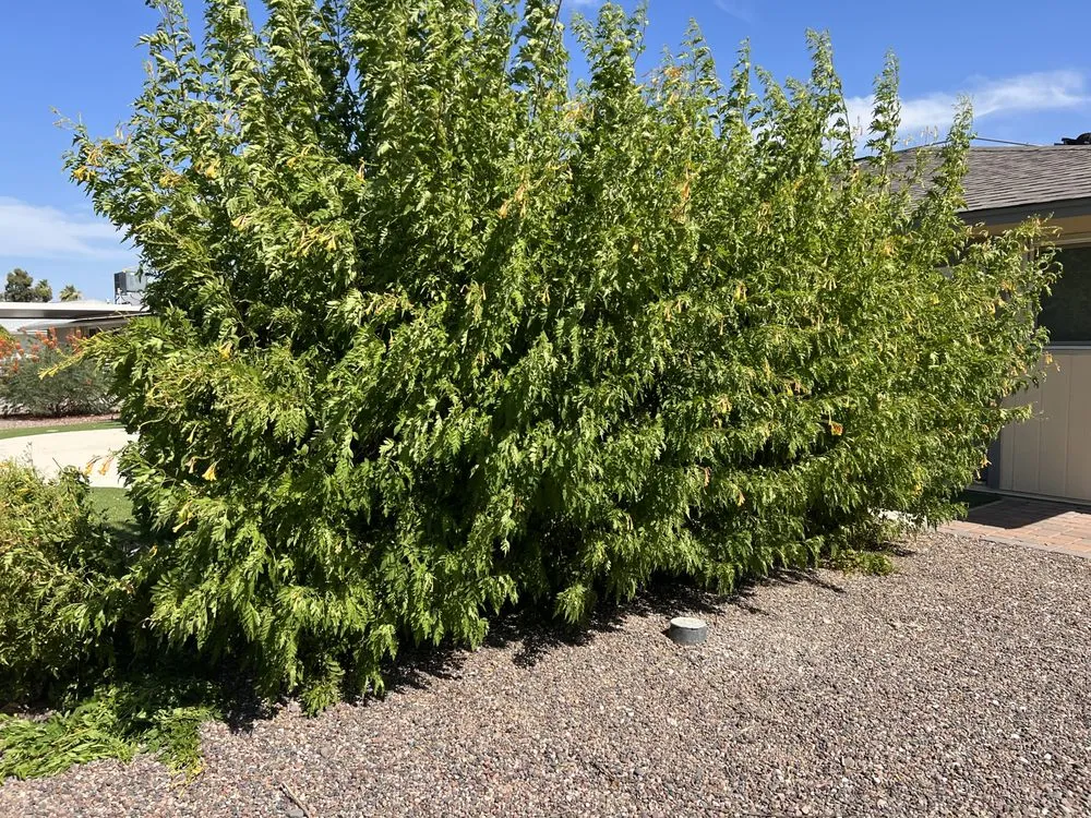 Affordable garden landscaping in Wittmann, AZ - F & F Contracting