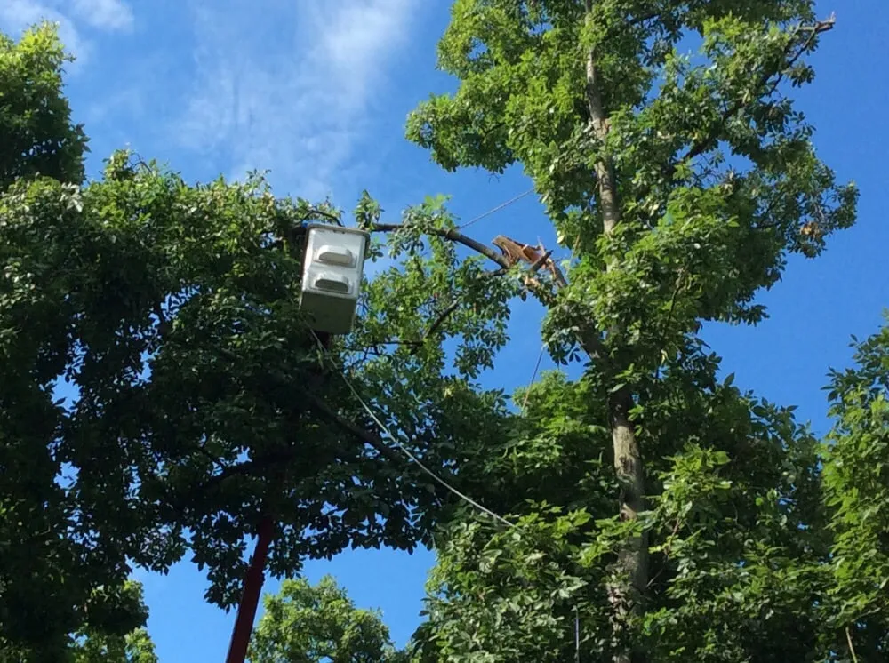 Professional lawn care service experts serving Beavercreek, OH - F & F Tree Service