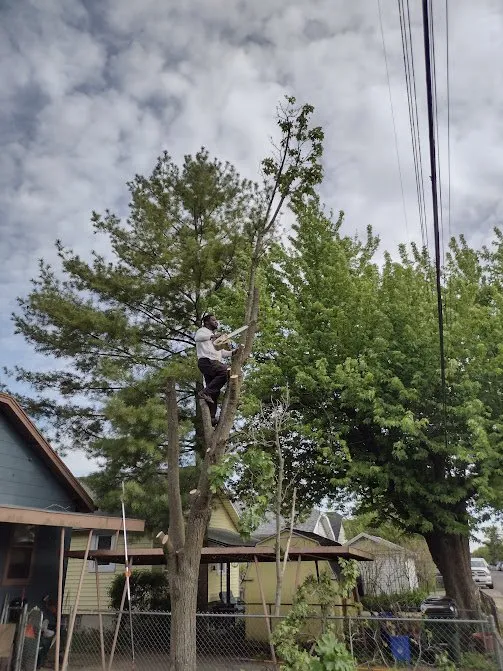 Custom landscape installation in Beavercreek, OH - F & F Tree Service