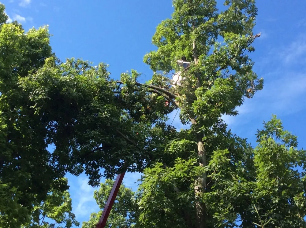 Trusted landscape installation for beautiful yards in Beavercreek, OH by F & F Tree Service