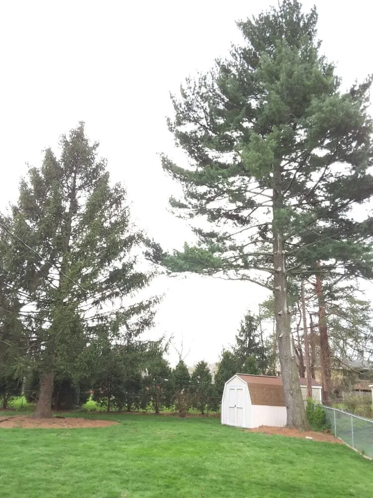 Affordable yard maintenance for year-round maintenance across Beavercreek, OH - F & F Tree Service