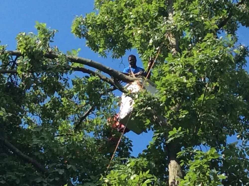 Top-rated lawn mowing service in Beavercreek, OH - F & F Tree Service