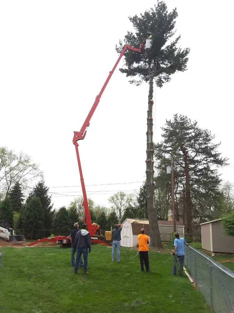 Top-rated yard cleanup service in Beavercreek, OH by F & F Tree Service