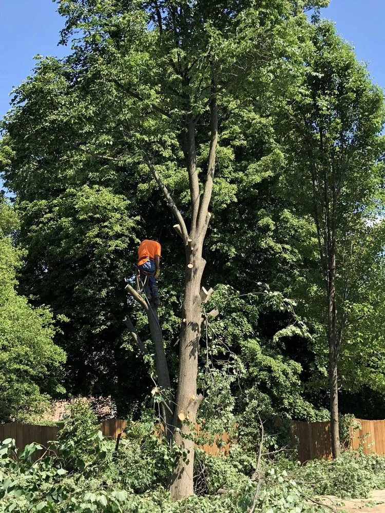 Top-rated landscaping services experts serving Beavercreek, OH - F & F Tree Service