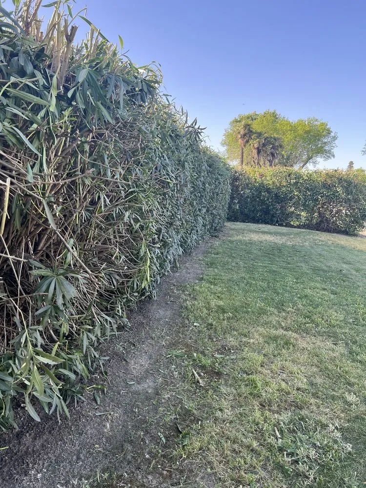 Local lawn care service for outdoor upgrades across Modesto, CA - F & M Landscaping