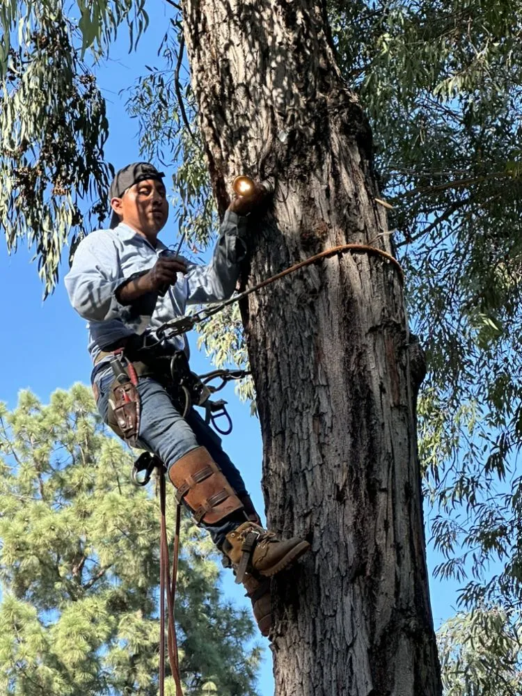 Top-rated garden landscaping in Azusa, CA - F & N Landscaping