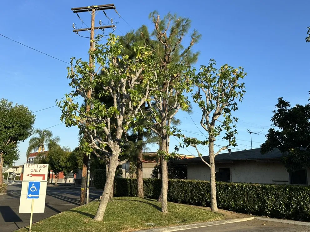 Affordable lawn mowing service for homes across Azusa, CA - F & N Landscaping