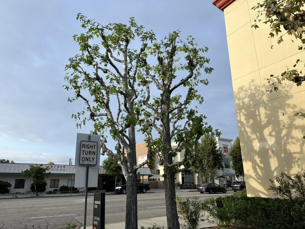 Trusted outdoor landscaping in Azusa, CA by F & N Landscaping