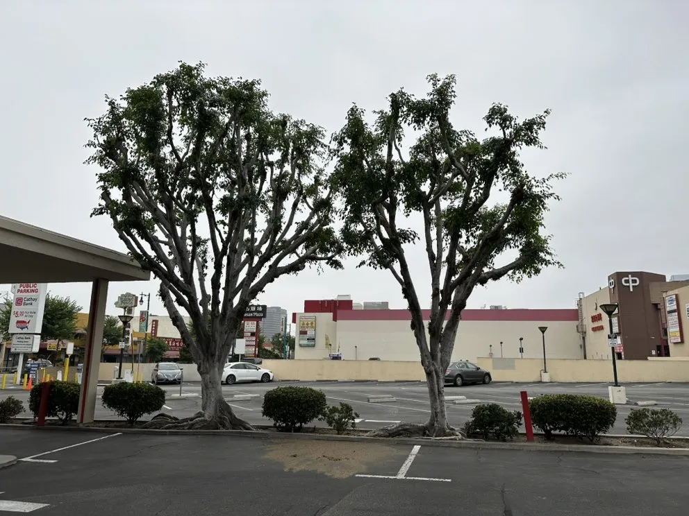 Custom yard cleanup service for homes across Azusa, CA - F & N Landscaping