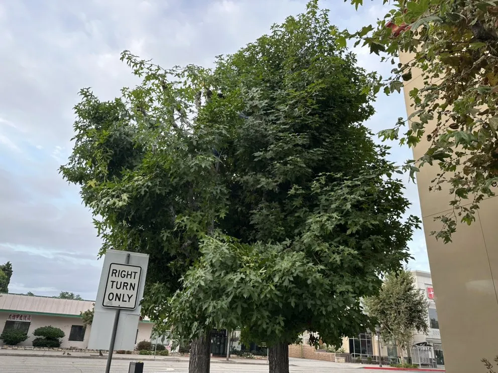 Trusted landscape installation for beautiful yards in Azusa, CA by F & N Landscaping