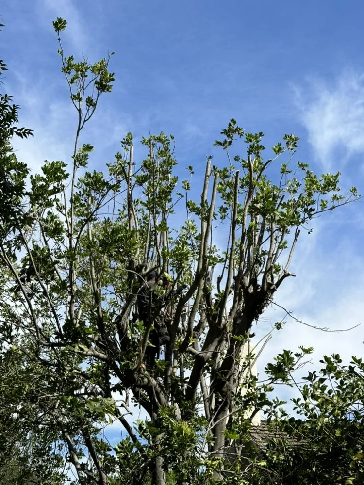 Trusted yard maintenance for residential properties in Azusa, CA by F & N Landscaping