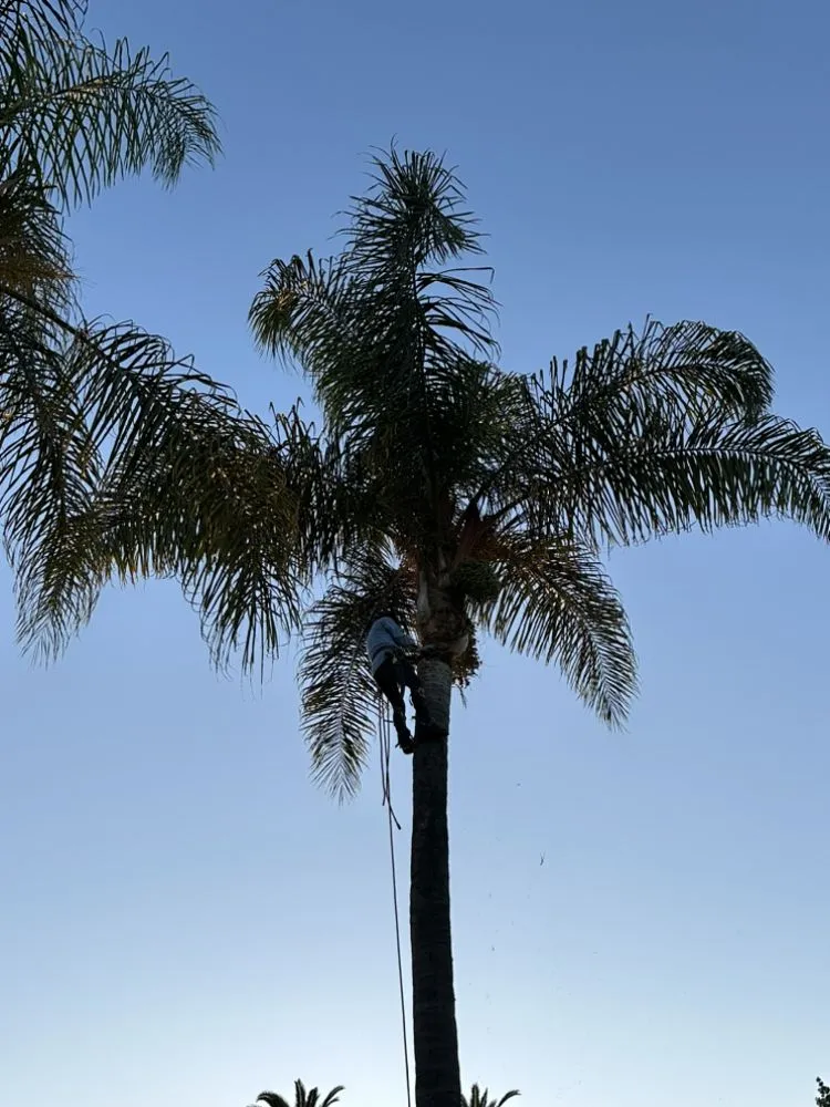 Expert landscape design in Azusa, CA by F & N Landscaping