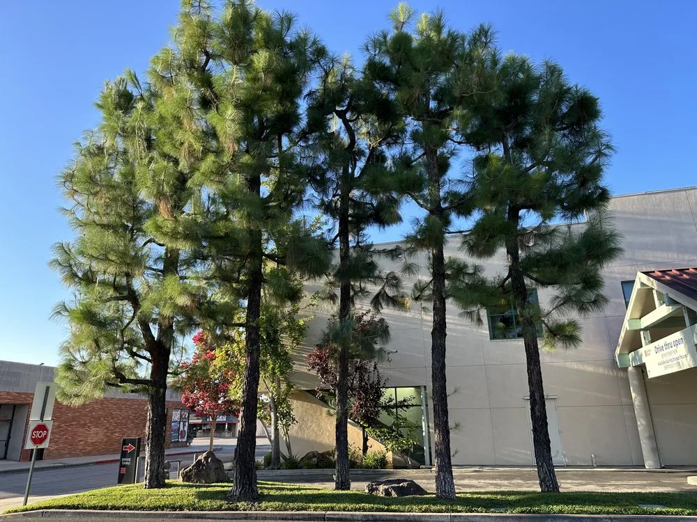 Reliable landscape installation in Azusa, CA - F & N Landscaping