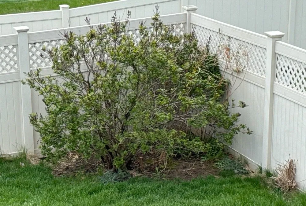 Local landscape design for homes in Cascade, IA by F & S Outdoor Services