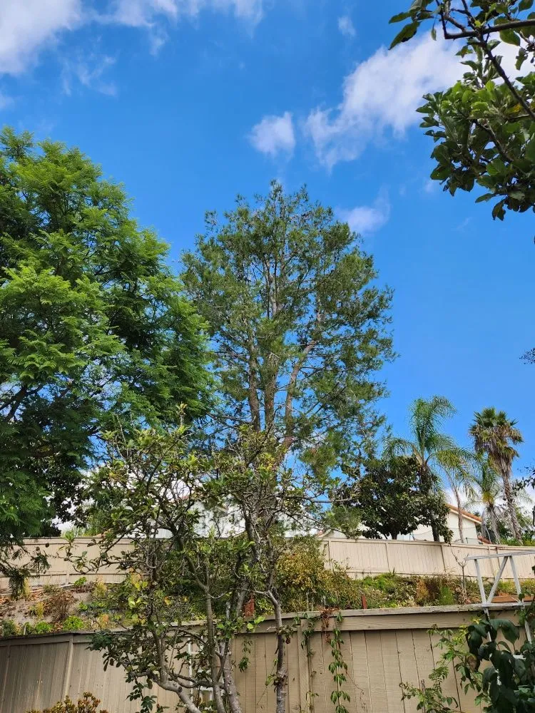 Custom landscape design in Vista, CA - F & S Tree Service & Landscaping