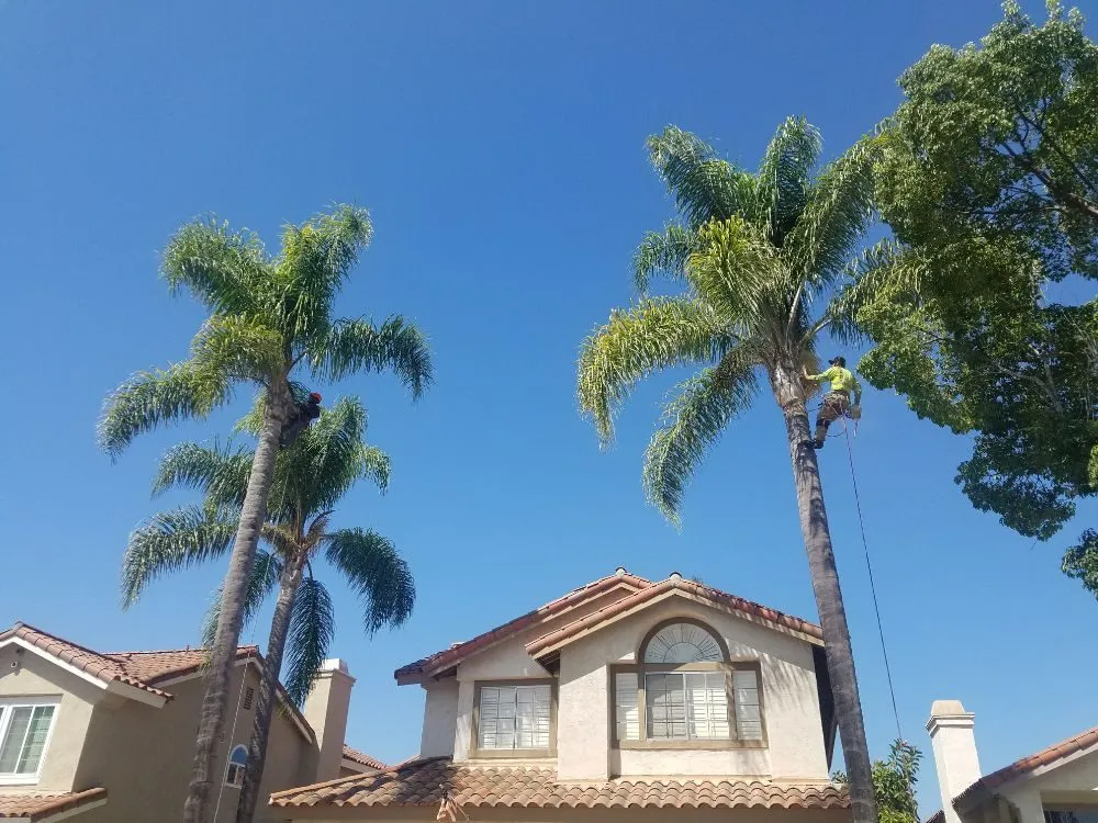 Professional garden landscaping with custom design across Vista, CA - F & S Tree Service & Landscaping