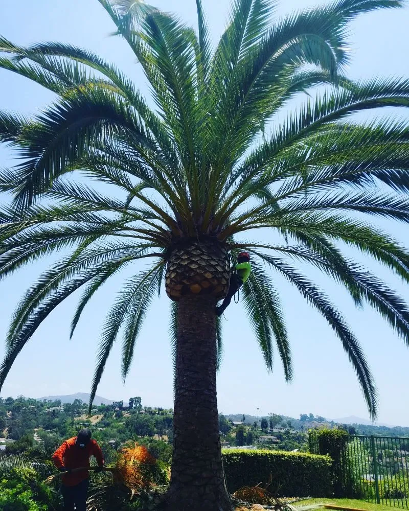 Custom lawn mowing service for outdoor upgrades across Vista, CA - F & S Tree Service & Landscaping