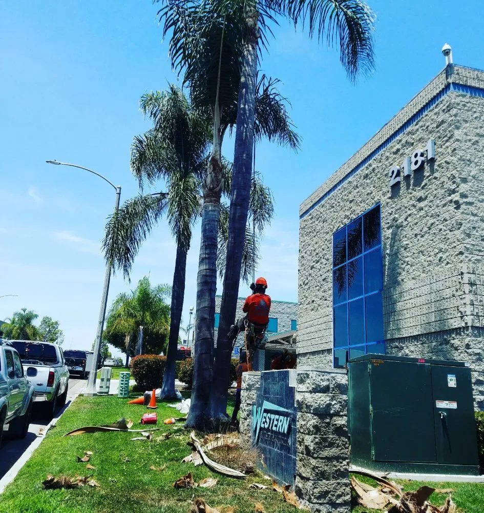 Reliable landscaping services experts serving Vista, CA - F & S Tree Service & Landscaping