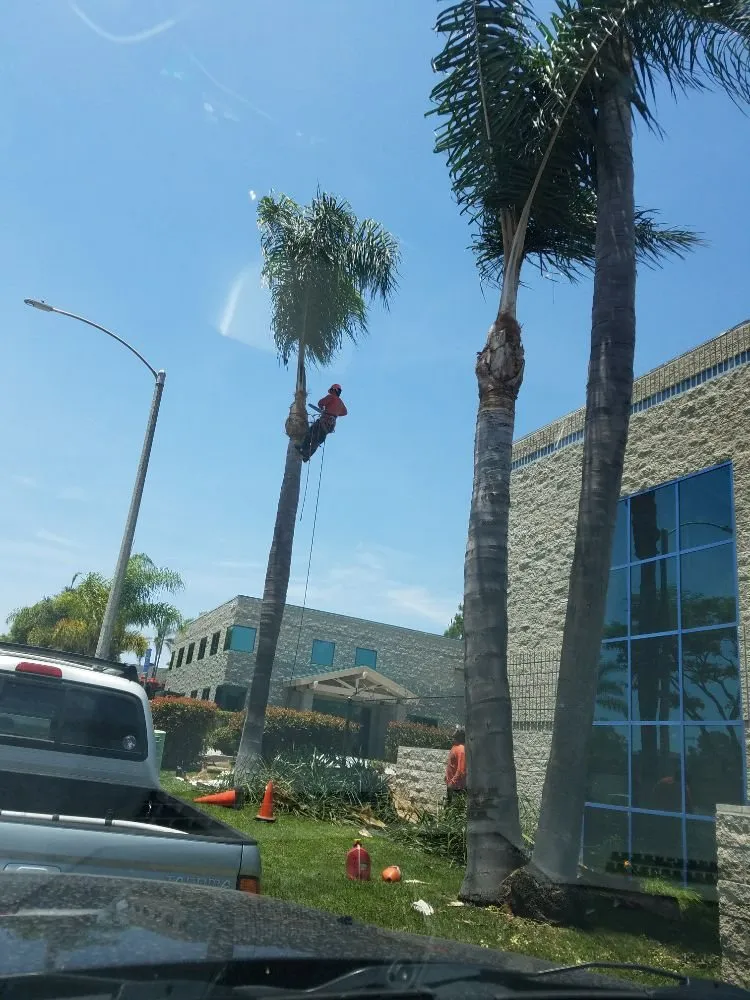 Top-rated landscaping services for outdoor upgrades in Vista, CA by F & S Tree Service & Landscaping