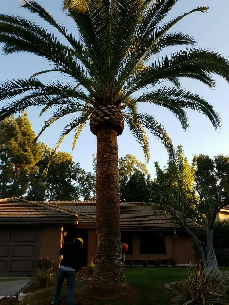 Professional landscaping services in Vista, CA - F & S Tree Service & Landscaping