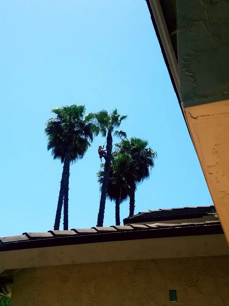 Expert residential landscaping experts serving Vista, CA - F & S Tree Service & Landscaping