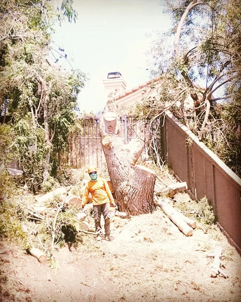 Affordable outdoor landscaping in Vista, CA by F & S Tree Service & Landscaping