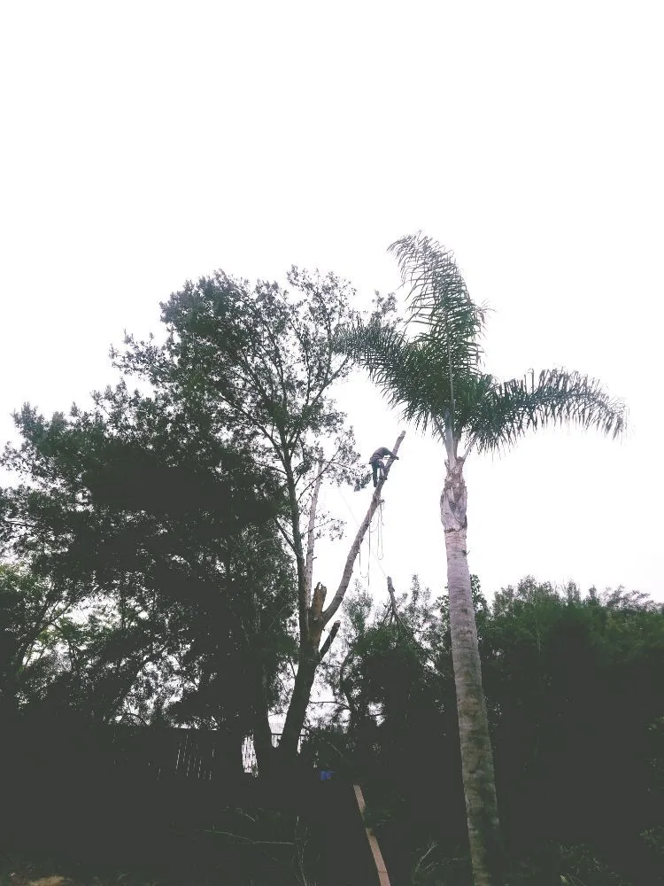 Trusted residential landscaping near you across Vista, CA - F & S Tree Service & Landscaping