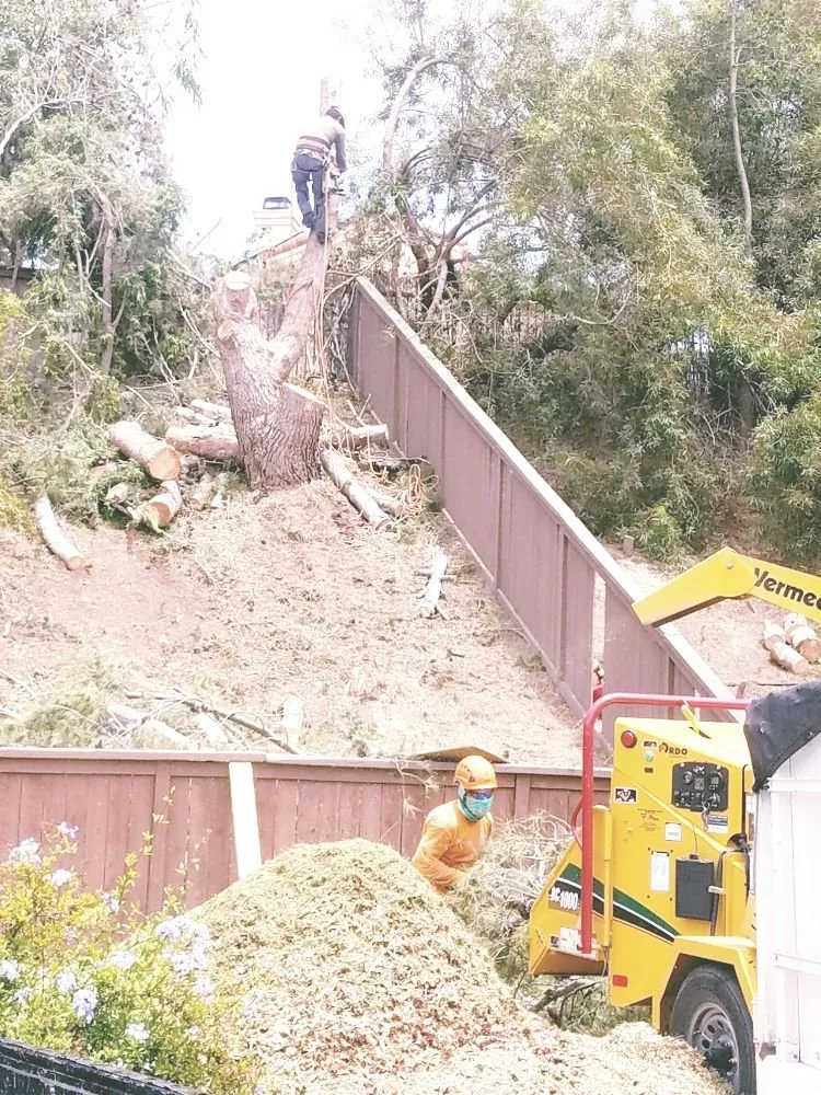 Top-rated landscape design for outdoor upgrades across Vista, CA - F & S Tree Service & Landscaping