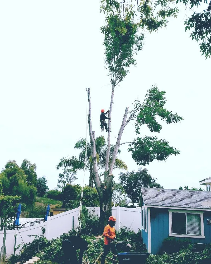 Top-rated yard cleanup service experts serving Vista, CA - F & S Tree Service & Landscaping