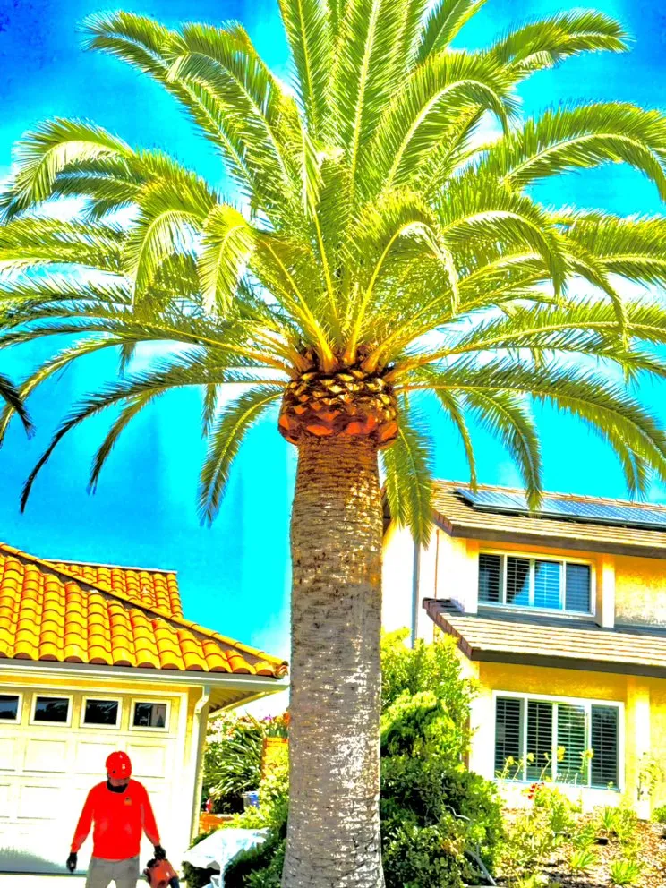 Affordable landscape installation for beautiful yards across Vista, CA - F & S Tree Service & Landscaping