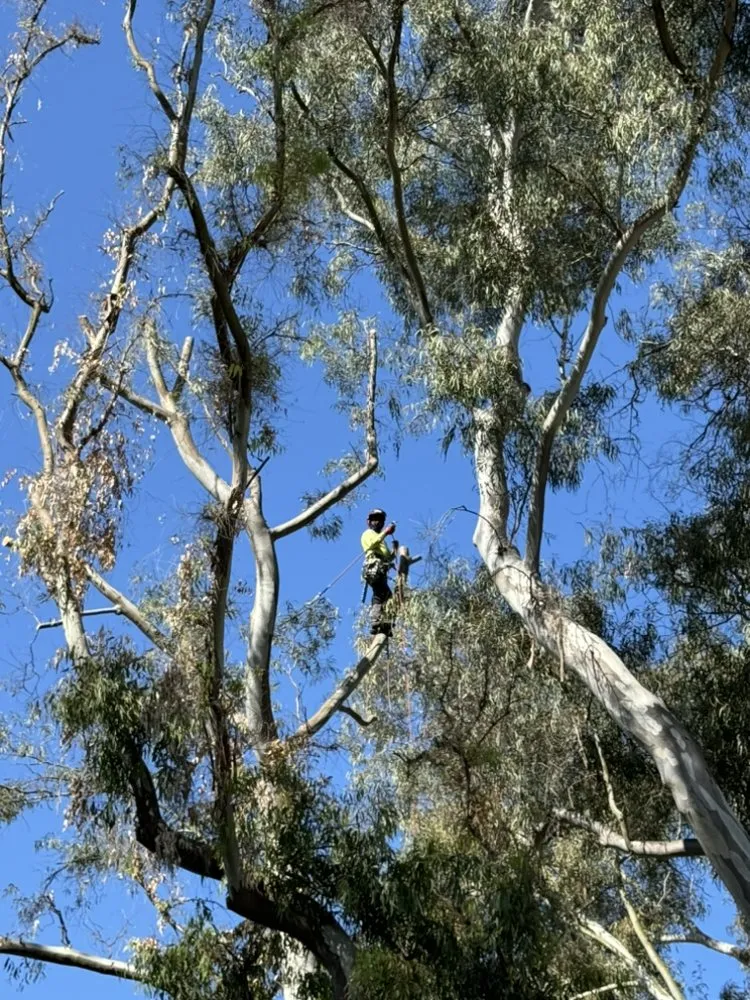 Expert outdoor landscaping for beautiful yards in Vista, CA by F & S Tree Service & Landscaping