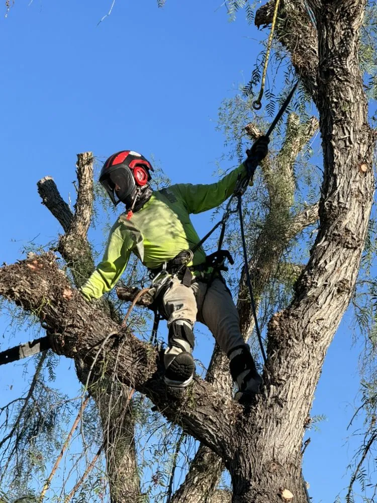Trusted garden landscaping for residential properties across Vista, CA - F & S Tree Service & Landscaping